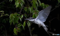 元気なヤマセミくん