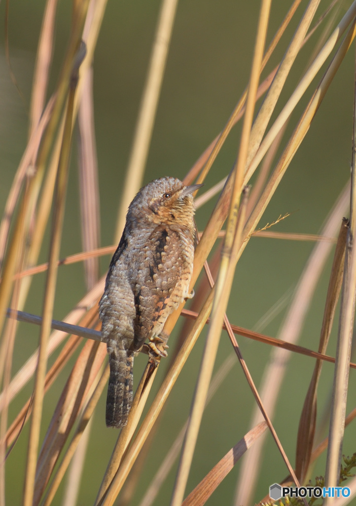 初めましてアリスイさんⅣ