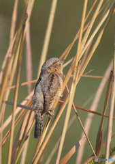 初めましてアリスイさんⅣ