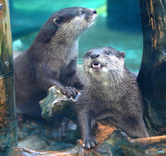 カワウソたち