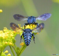 幸せの青い蜂をダブルで