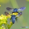 幸せの青い蜂をダブルで