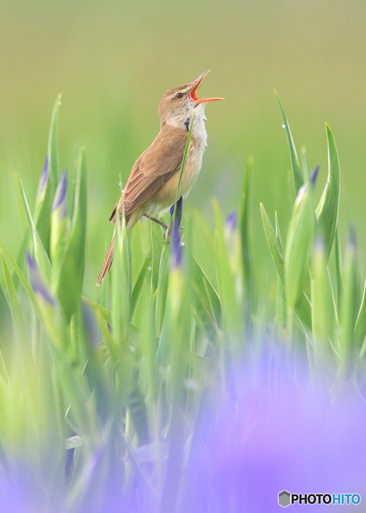 元気なオオヨシキリ