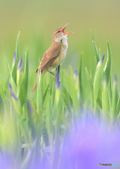 元気なオオヨシキリ