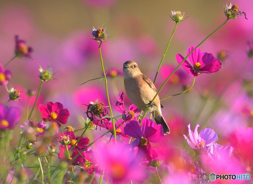 秋桜にノビタキ③