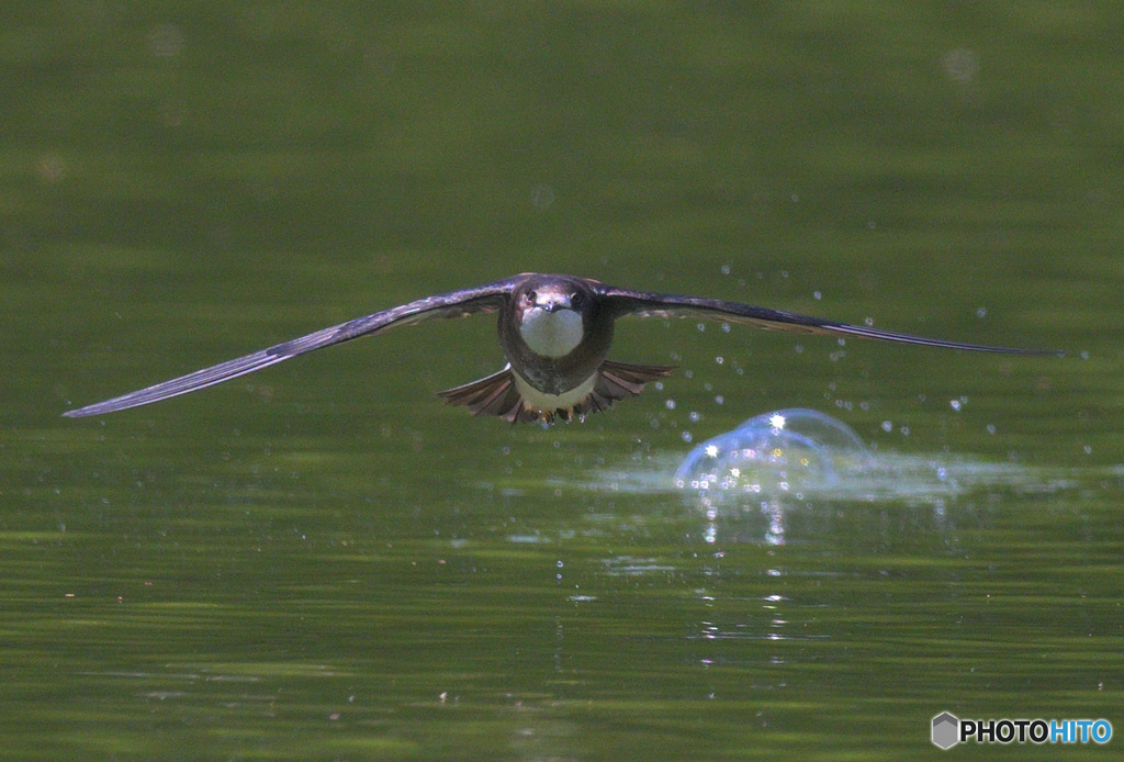 ハリオアマツバメ2022⑥