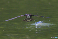 ハリオアマツバメ2022⑥ ハリオアマツバメ2022⑥