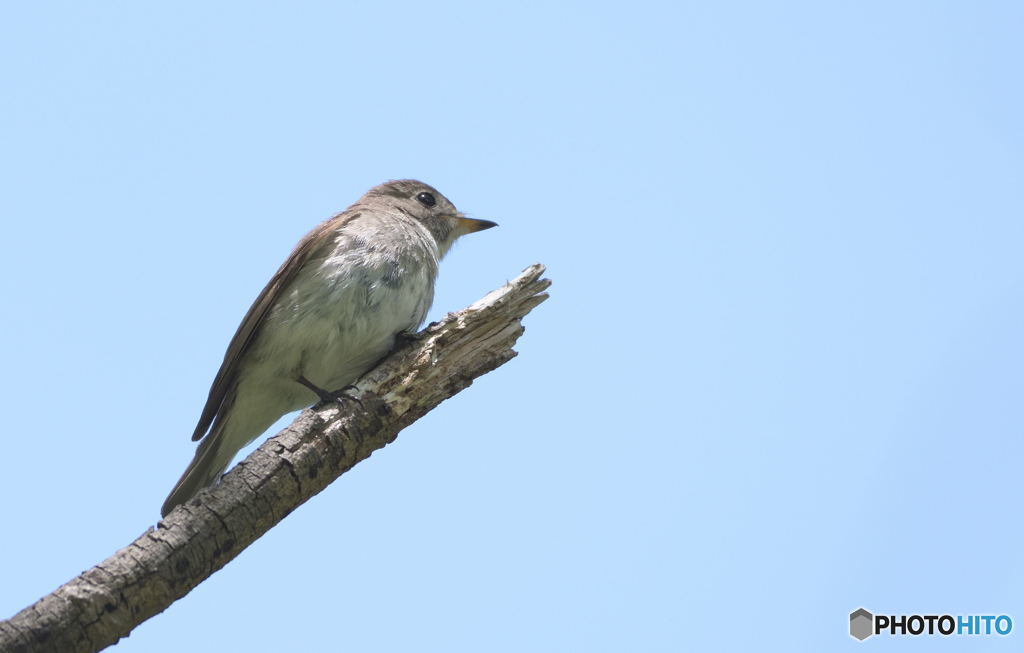 コサメビタキⅢ