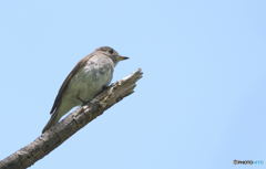 コサメビタキⅢ