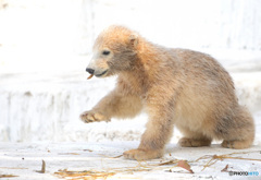 シロクマの赤ちゃんⅢ