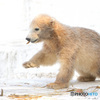 シロクマの赤ちゃんⅢ