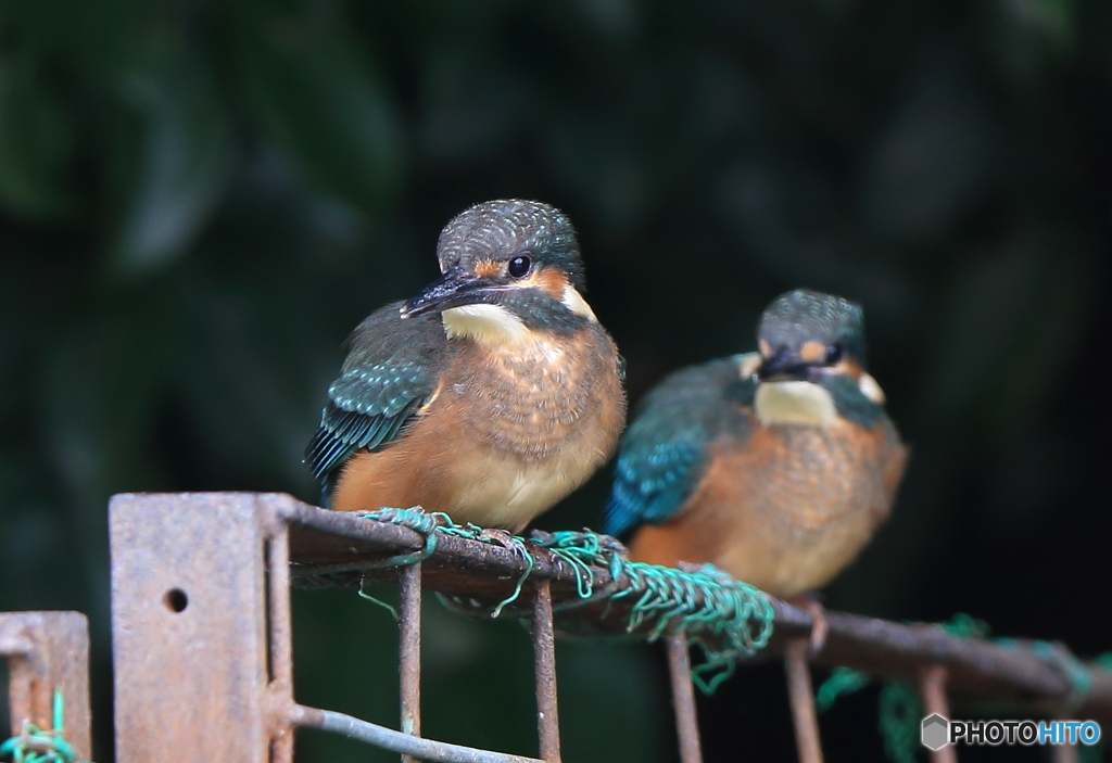 カワセミの兄弟