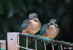 カワセミの兄弟
