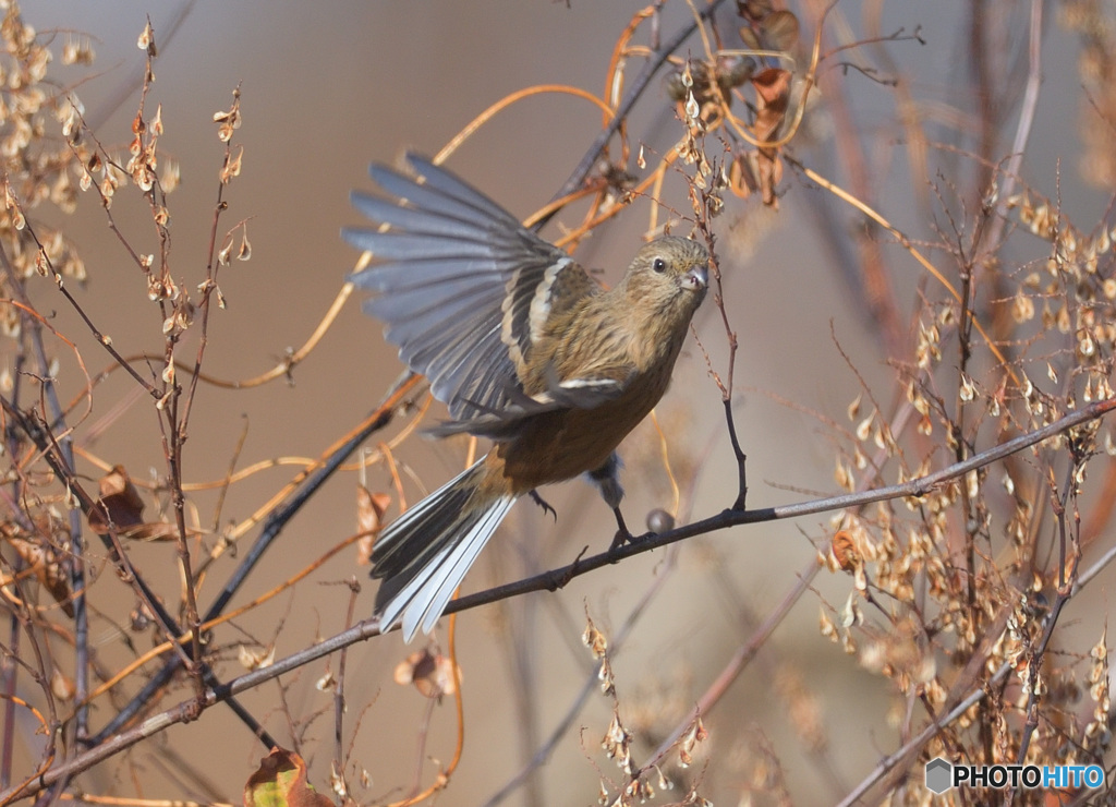 元気なベニマシコさん③