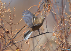 元気なベニマシコさん③
