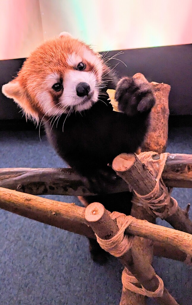 八景島の小熊猫