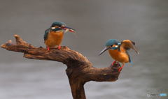 友達以上恋人未満⑯