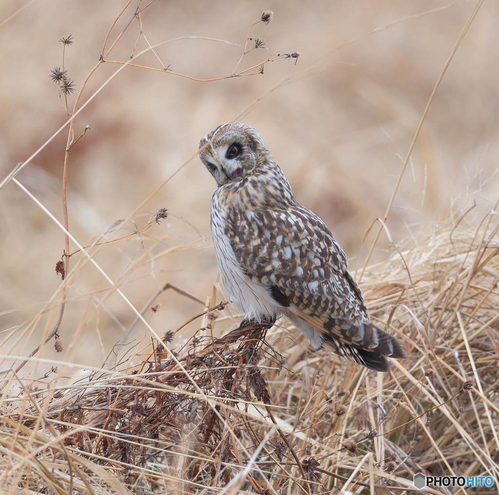 コミミズクの羽繕い