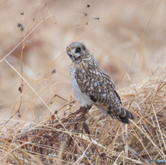 コミミズクの羽繕い