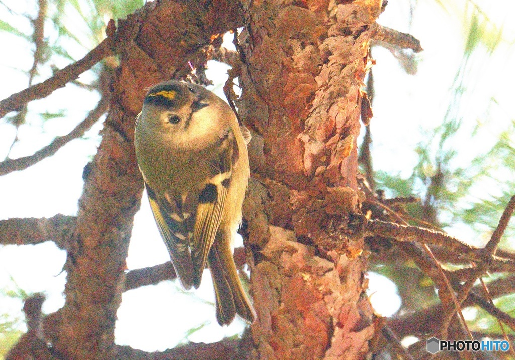 思い出のキクイタダキ