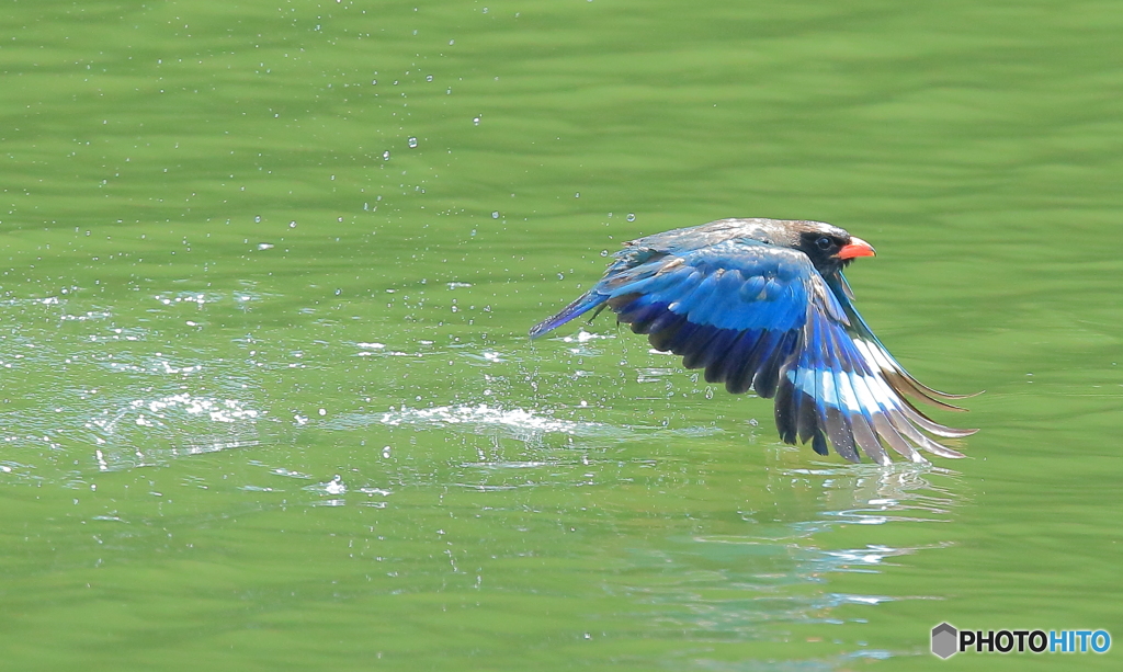 水浴びブッポウソウ