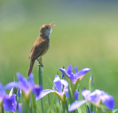 花菖蒲にオオヨシキリ⑧