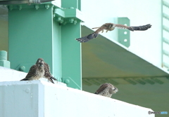 都会の幼鳥たち