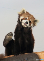 レッサーさん
