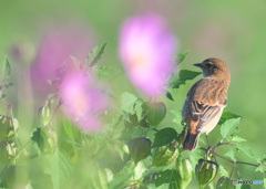 秋桜にノビタキ㉕