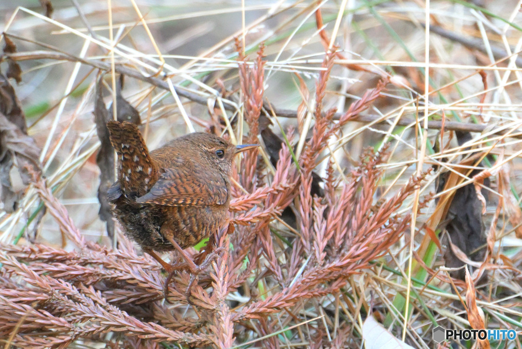 杉の葉にミソサザイ