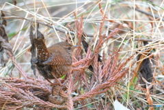 杉の葉にミソサザイ