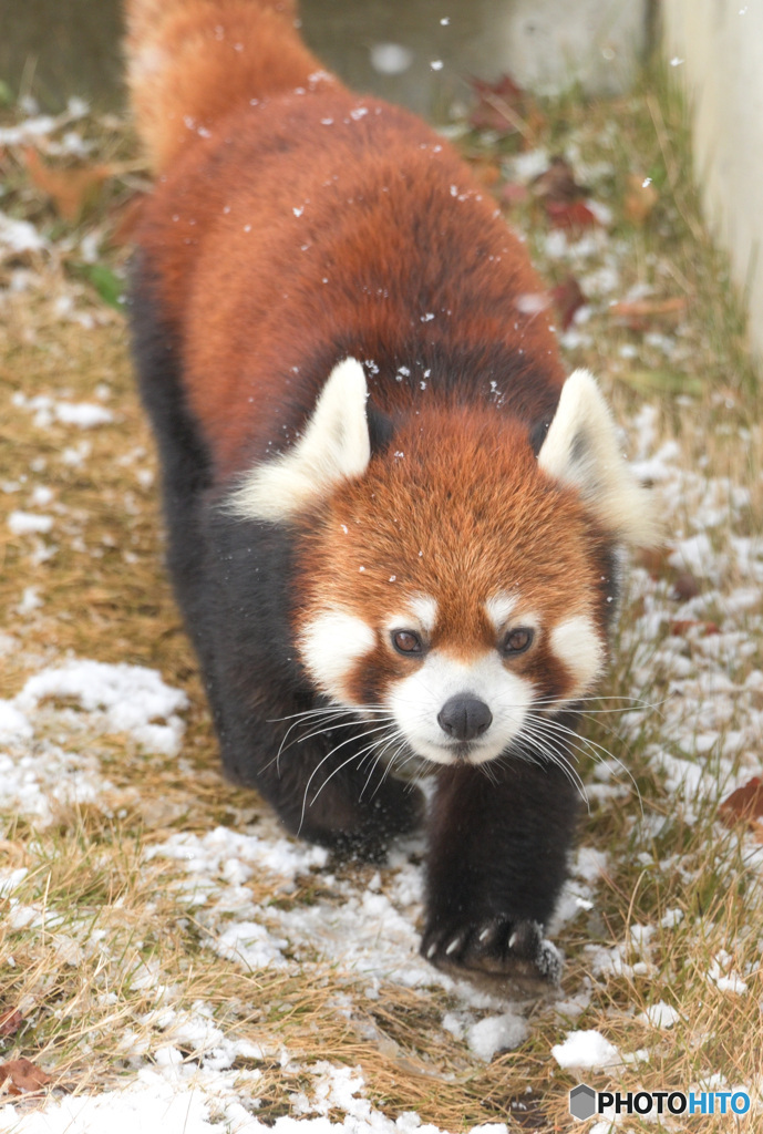 雪にレッサーパンダ④