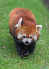 駆け寄るレッサーパンダ