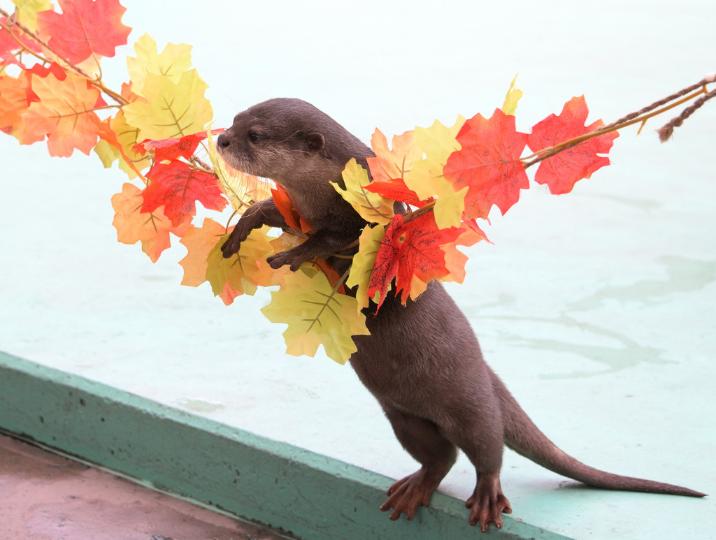 秋のカワウソ
