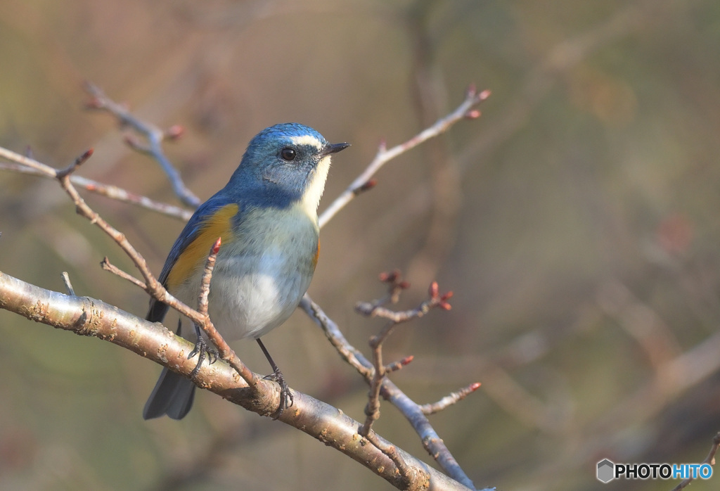 春待ちルリビタキ