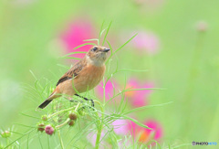 秋桜にノビタキⅧ
