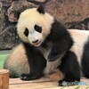 子パンダ楓浜