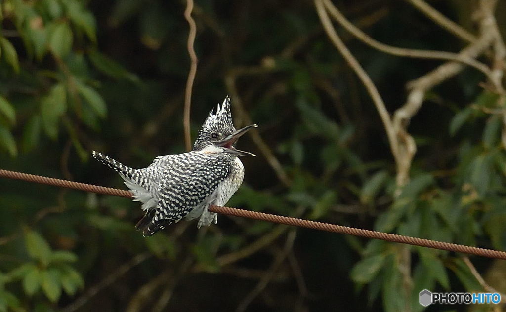 アクビ
