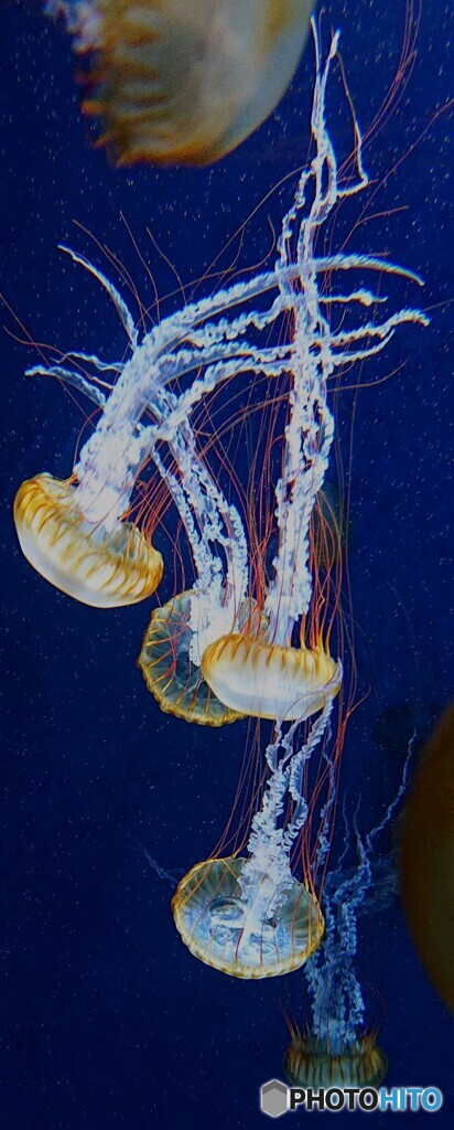 パシフィックシーネットル