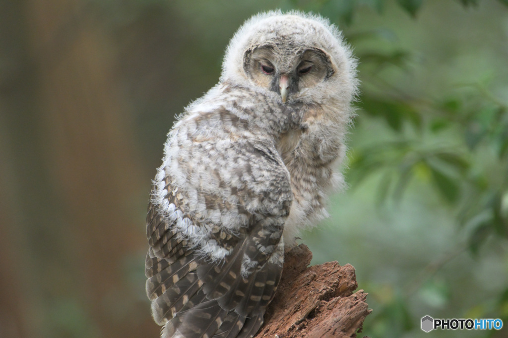 フクロウのヒナB