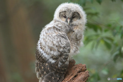 フクロウのヒナB
