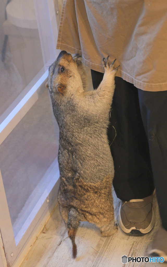 マーモットさん⑭