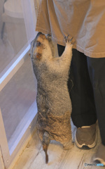 マーモットさん⑭