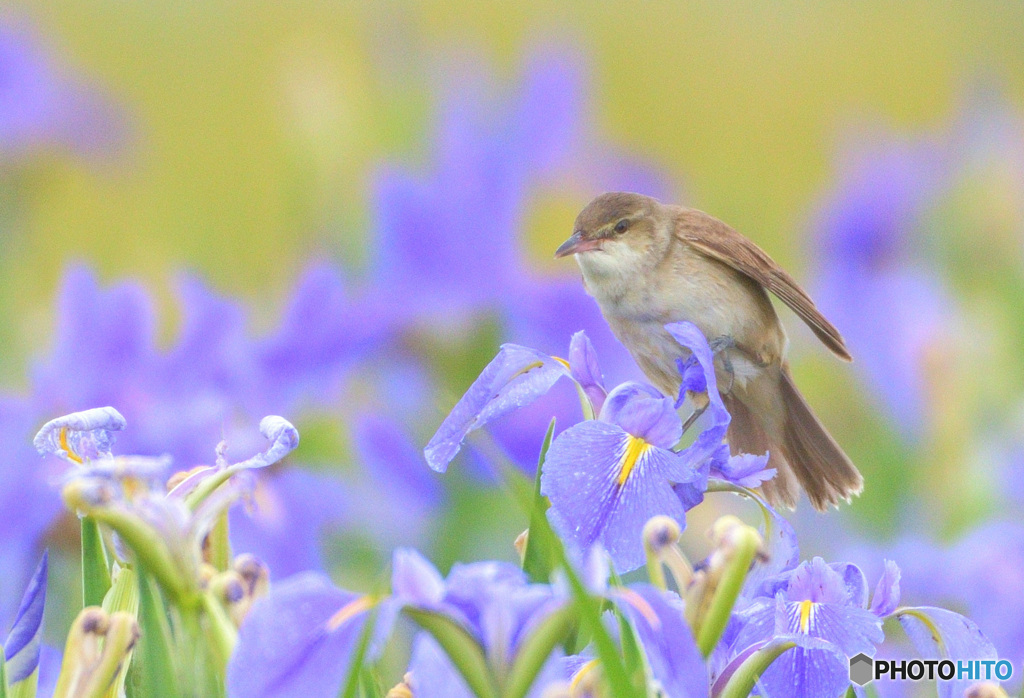 菖蒲にオオヨシキリ㊴
