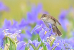 菖蒲にオオヨシキリ㊴