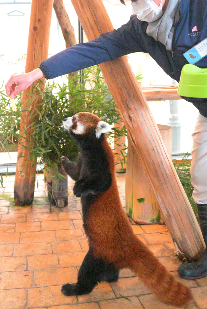 リンゴくださいな