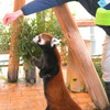 リンゴくださいな