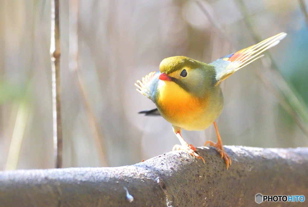 元気なソウシチョウ