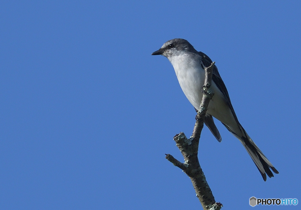 サンショウクイ2021