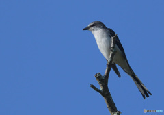 サンショウクイ2021